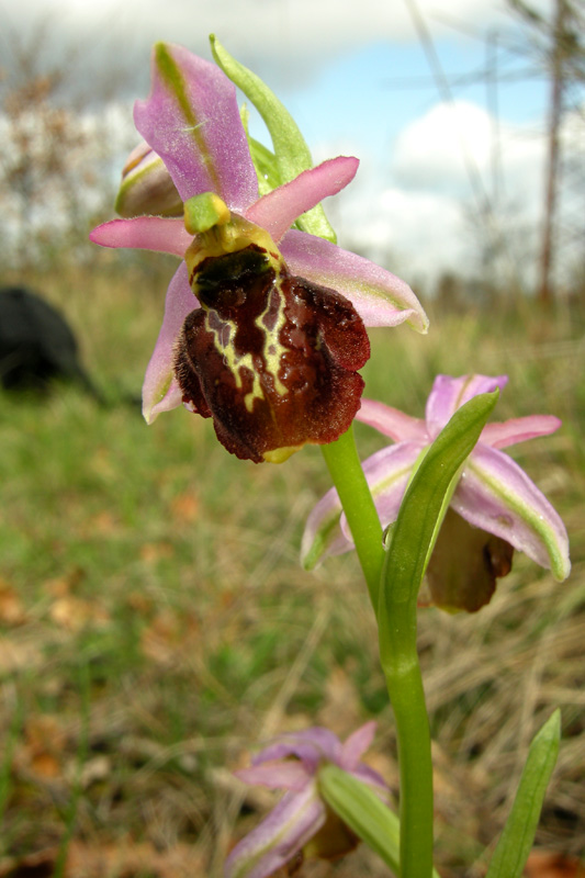 Orchidee del Chianti